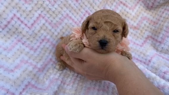 AKC Lovey in Campbellsville, Kentucky