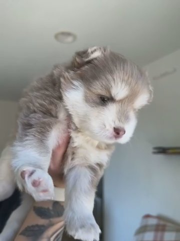 Zuko Lavender Pomsky Boy in Los Angeles, California