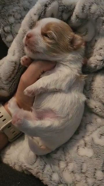Female Yorkie, Chocolate Blonde parti in Gastonia, North Carolina