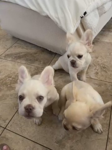 Platinum Fluffy Frenchies in Rialto, California