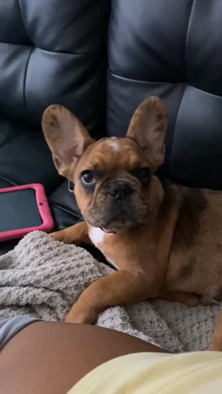 French Bulldog (Merle) in Grand Prairie, Texas