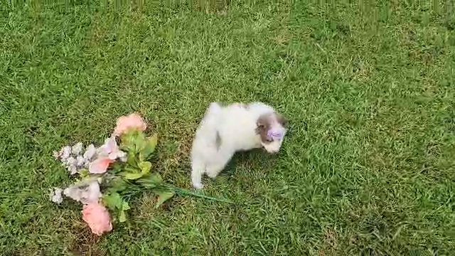 Female Pomsky toy sized Lavender Piebald in Gastonia, North Carolina