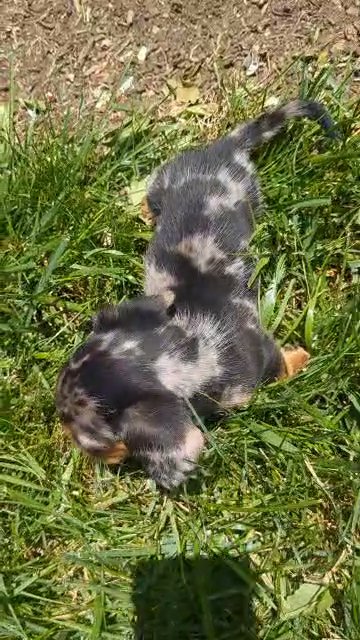Daisy in Goshen, Indiana
