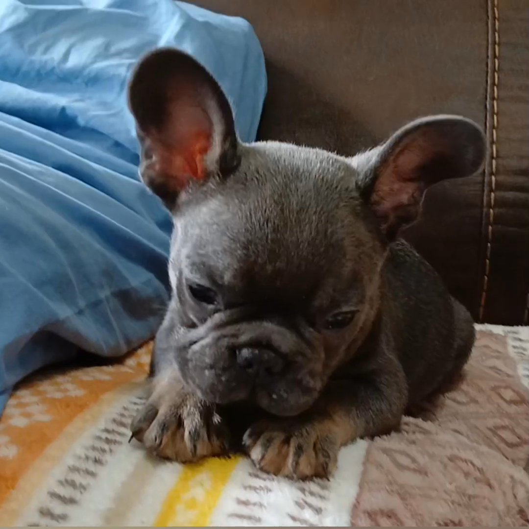 French bulldog puppy in Lehigh Acres, Florida