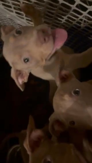 XL Bully Puppies in Charleston, South Carolina