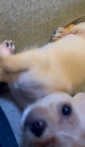 Small Breed Puppies Rehome Fee 500 in Northglenn, Colorado