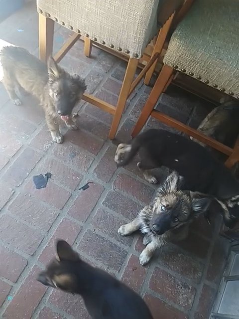 Dogs in San Bernardino, California