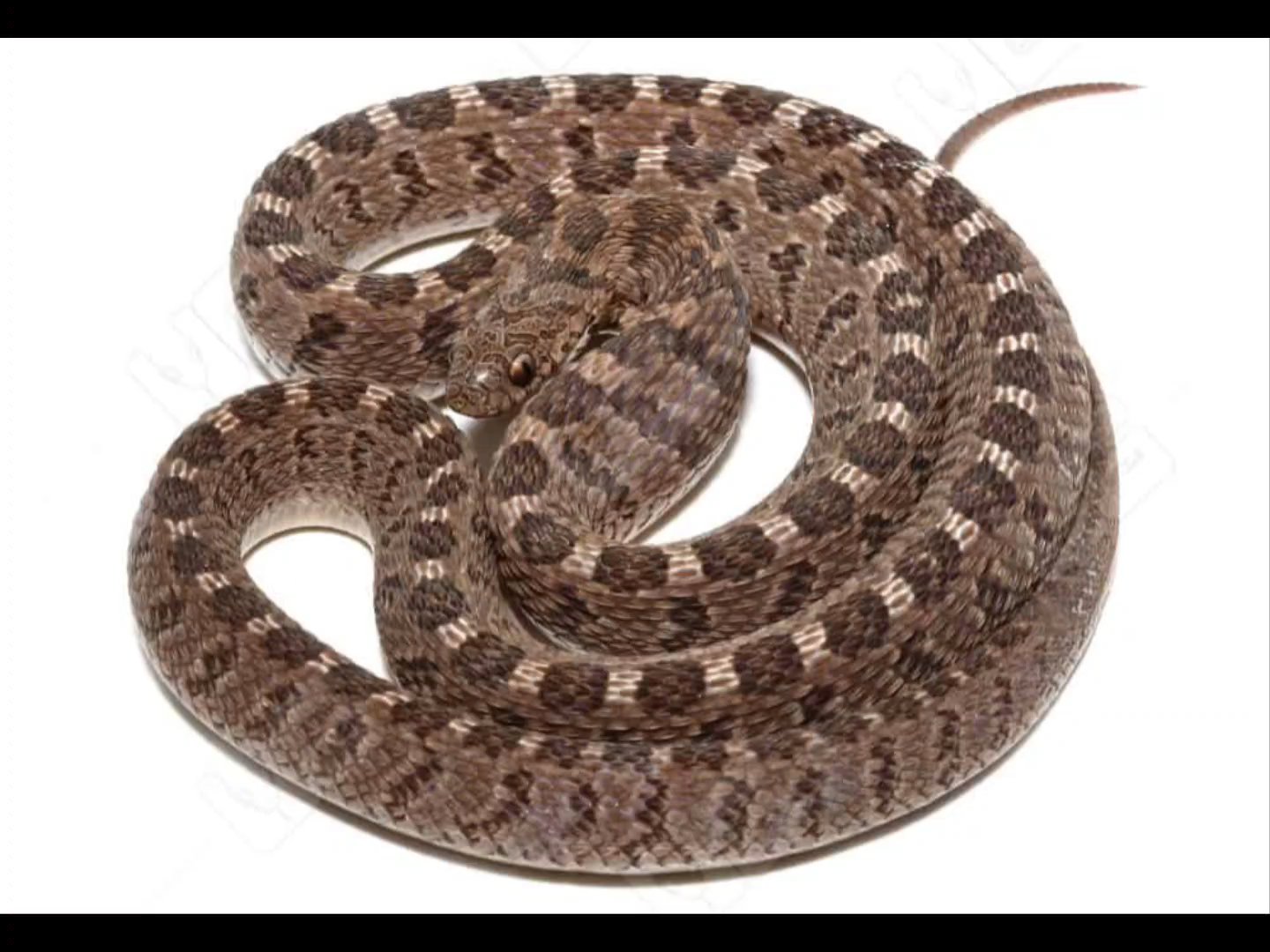 ? Exotic Diamondback Egg-Eater: Nature's Hidden Gem ? in Orlando, Florida