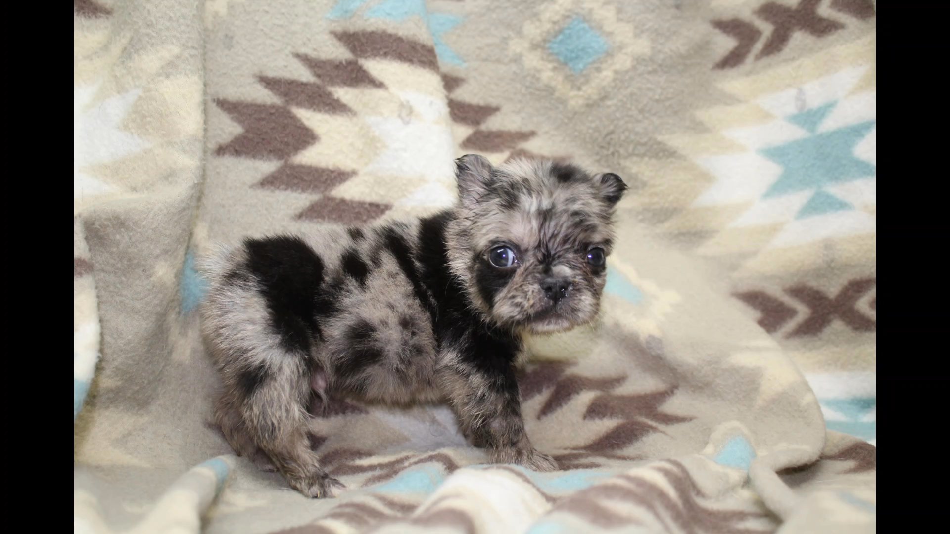 fluffy black merle frenchie in Las Vegas, Nevada