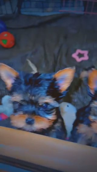 AKC Yorkies in Phoenix, Arizona