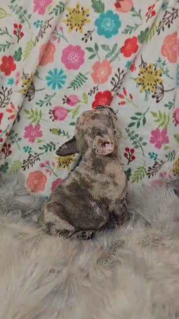 blue brindle merle female fluffy carrier in Las Vegas, Nevada