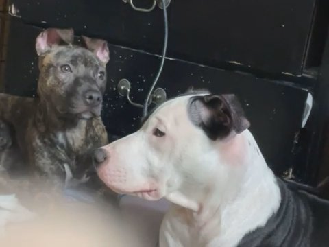 American Stafford Female Brindle Pit in Manhattan, New York