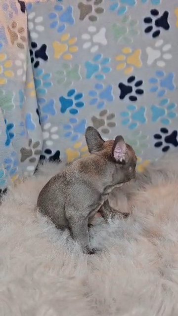 blue male fluffy carrier in Las Vegas, Nevada