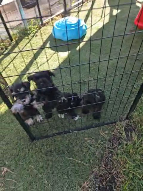 A'Lord Miniature Schnauzer in Athens, Alabama