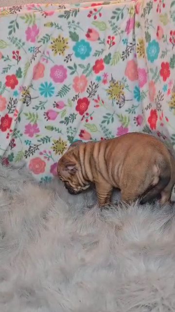 Black fawn micro bully female in Las Vegas, Nevada