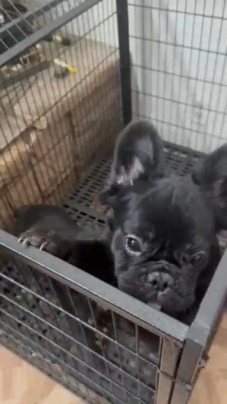 16 Week Old Female Frenchies (1 Fluffy, 1 Fluffy Carrier) in Victorville, California