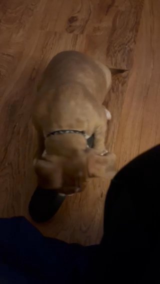 Puppy Name King in Saginaw (Charter Township), Michigan