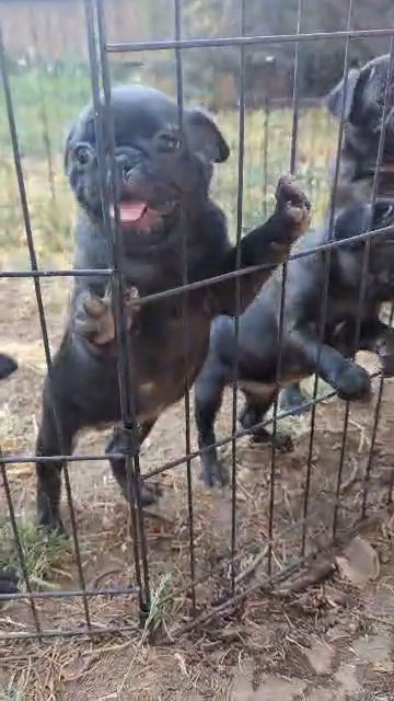 AKC Pug Puppies in Gresham, Oregon