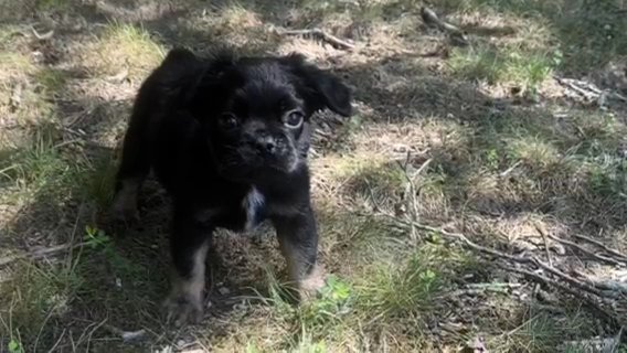 Fluffy Frenchies in Waldorf, Maryland
