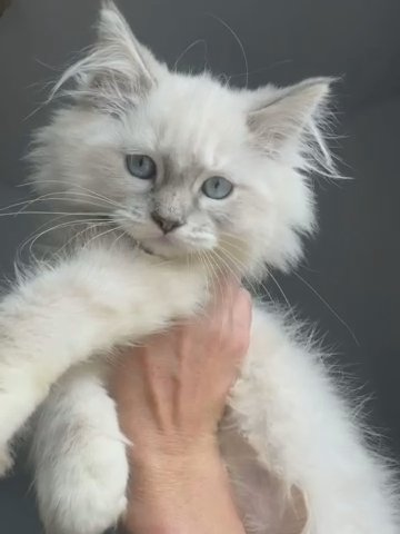 Ragdoll Female in Albany, New York