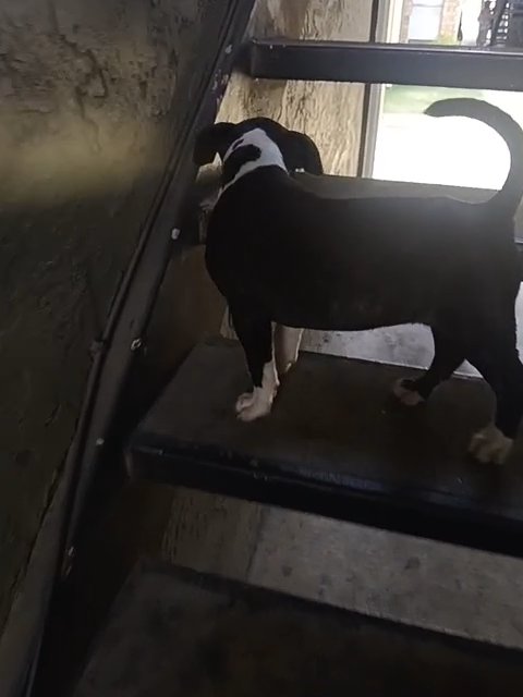 brindle pitbull full blood in Dallas, Texas