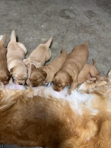 Golden Retriever Puppies in Delano, California