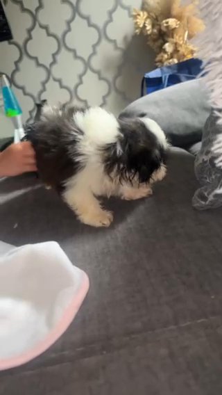 Shit Tzu With Maltise in New York City, New York