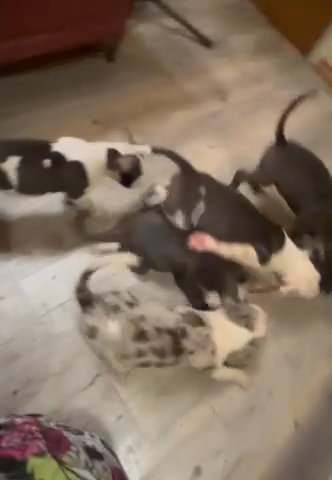 Bully Puppys For Sale in Pocono, Pennsylvania