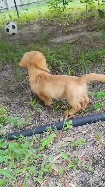Long Haired Minature Golden Dachshund in Navarre, Florida