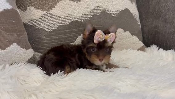 Cinnamon Chocolate Tan Female Yorkie in Riverside, California