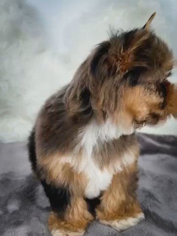 Merle Tri Male in Jackson, Tennessee
