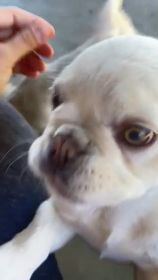 Fluffy frenchies in Rialto, California