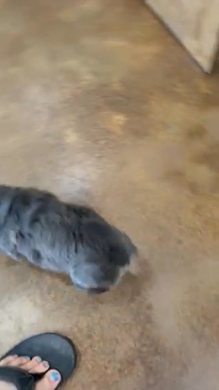 Blue And Tan Full Fluffy in Dallas, Texas