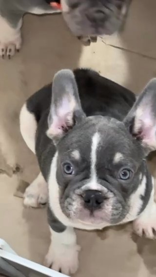 Blue and white Frenchie in Baton Rouge, Louisiana