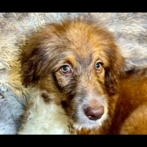 Aussiedoodles Puppies in Lakeland, Florida