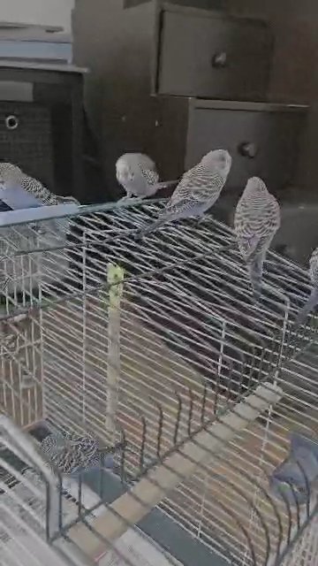 Young parakeets in Chicago, Illinois