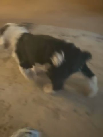 Sheepadoodle Puppies in Los Angeles, California