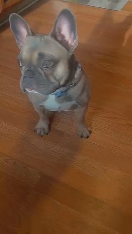 Akc Lilac Sable Frenchie Stud in Sterling Heights, Michigan