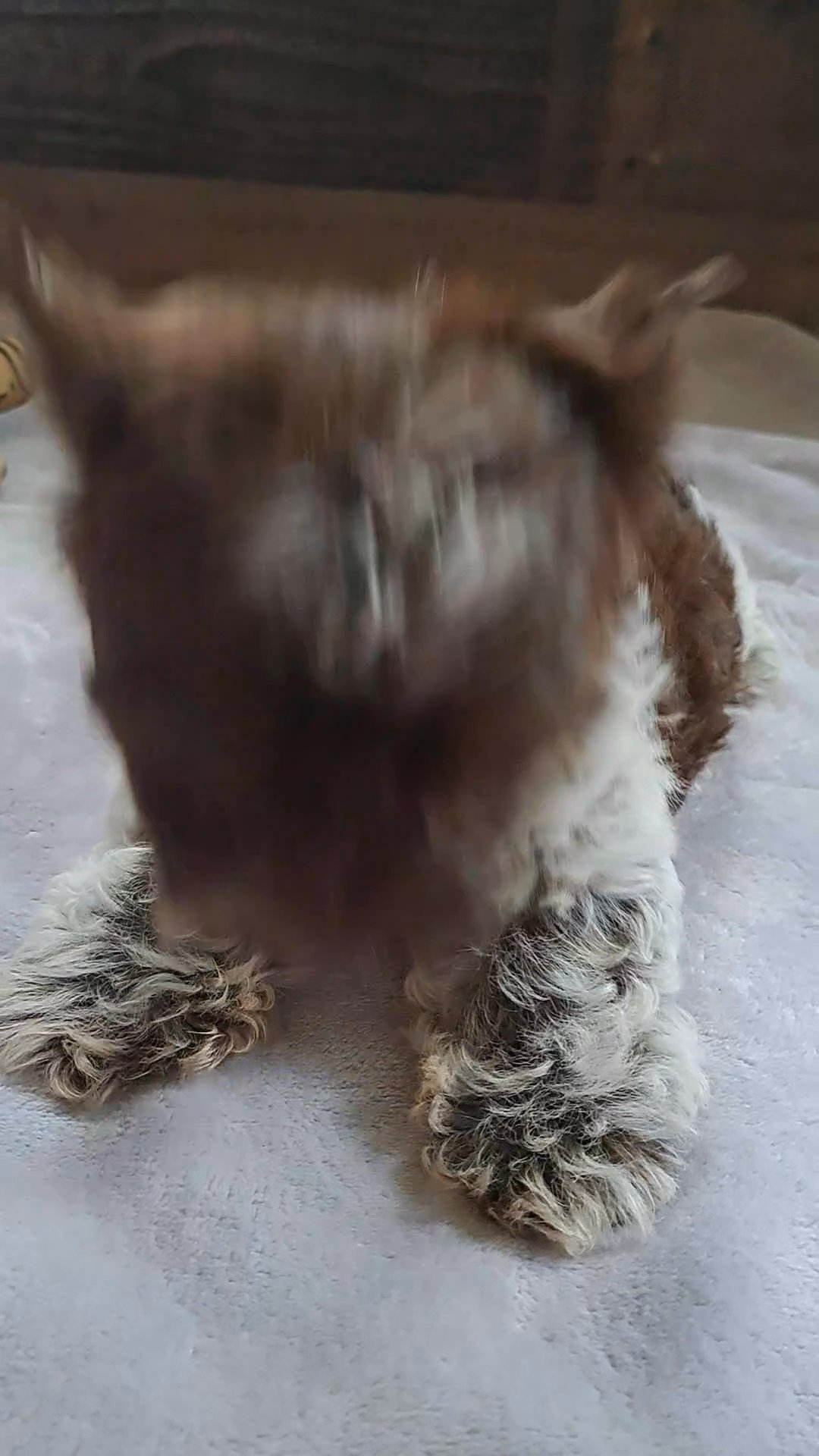 Pepper in McAlester, Oklahoma