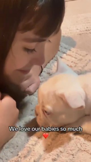 French Bulldog Puppies in Sebring, Florida