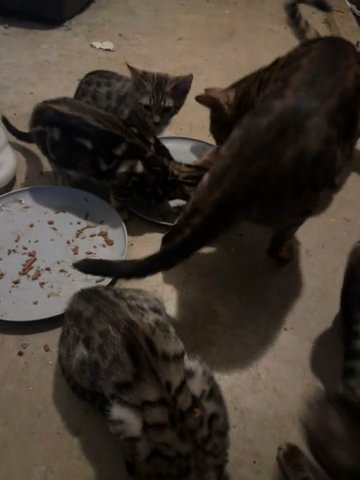 Bengal Kittens Ready to go! Price Reduced Only for This weekend. Pick Up Only. in Indianola, Iowa