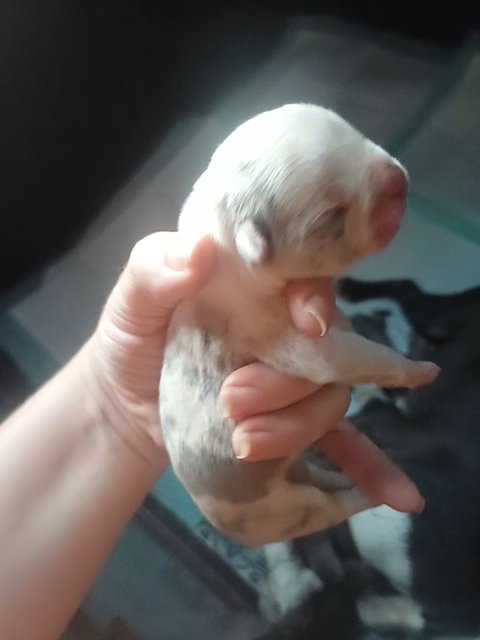 Exotic Blue Merle Boston Terrier in Anniston, Alabama