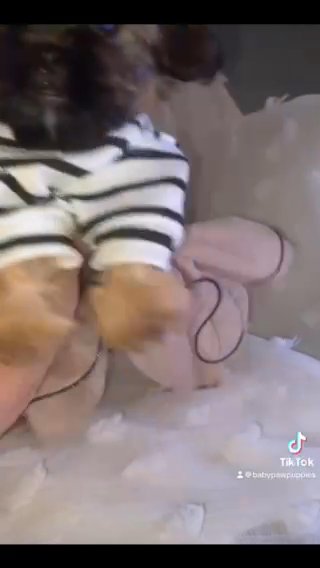 PIXIE - Toy Shorkie Tzu Puppy in Atlanta, Georgia