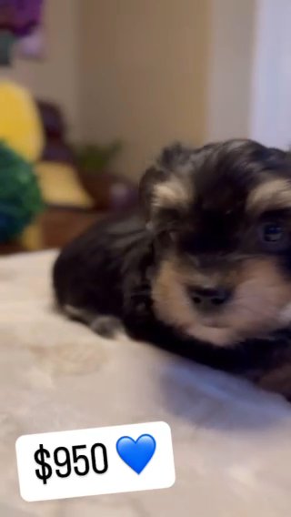 Teacup Morkie Boy $950 in Tampa, Florida