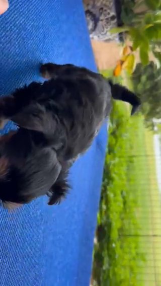 2024 Yorkshire Terrier CKC Registration Health Certificate in Cape Coral, Florida