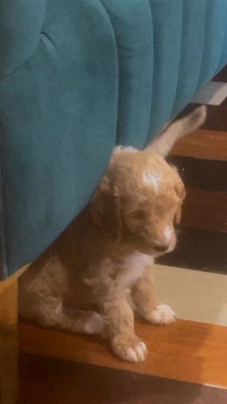 Standard Poodle in Philadelphia, Pennsylvania