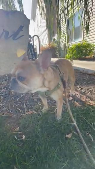 Frenchie Fawn/Merle in Boise City, Idaho