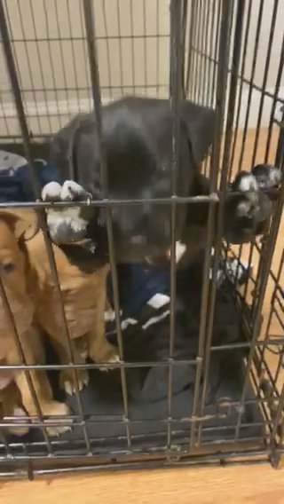 Amstaff Puppies For Sale in Greensboro, North Carolina