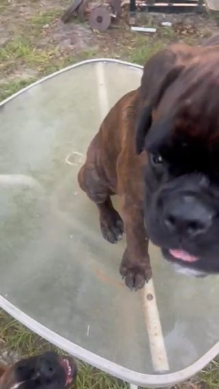European Boxer Akc in Troy, Alabama