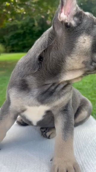 Blue And Tan (Sid) in Cartersville, Georgia